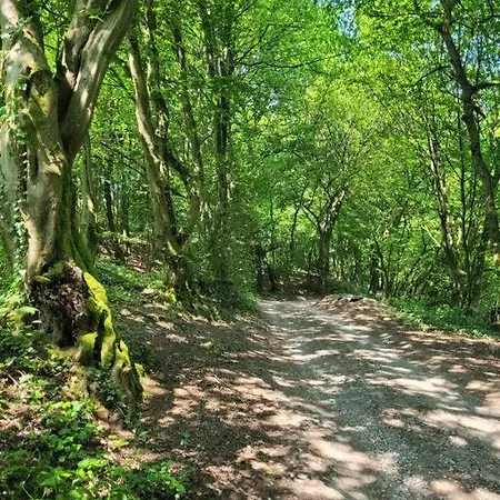 Natur Pur: Wald-ferienwohnung Lejlighed