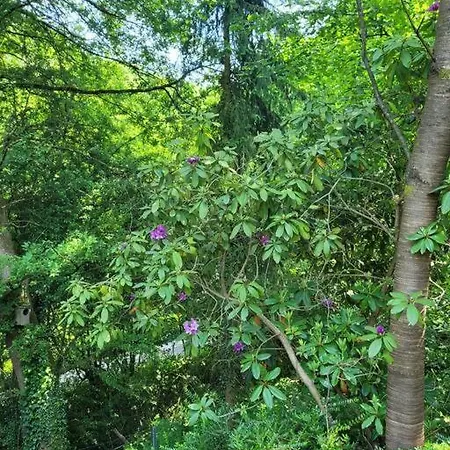 Natur Pur: Wald-ferienwohnung
