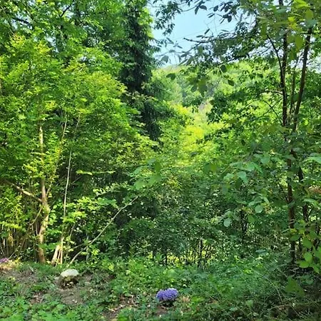 Natur Pur: Wald-ferienwohnung * Velbert